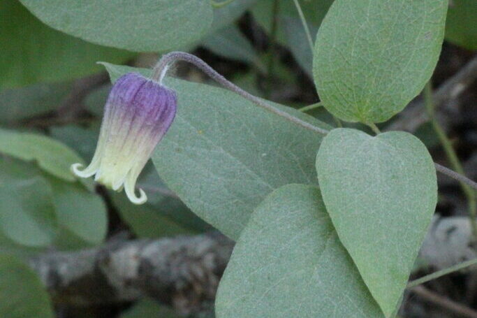 photo of leather flower