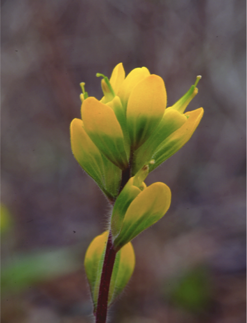 photo of Indian Paintbrush